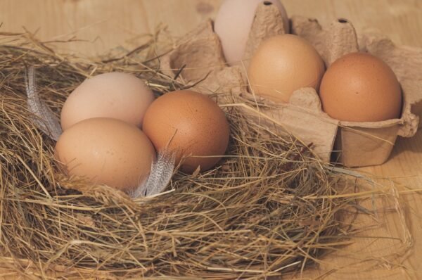 nest, chicken eggs, brown